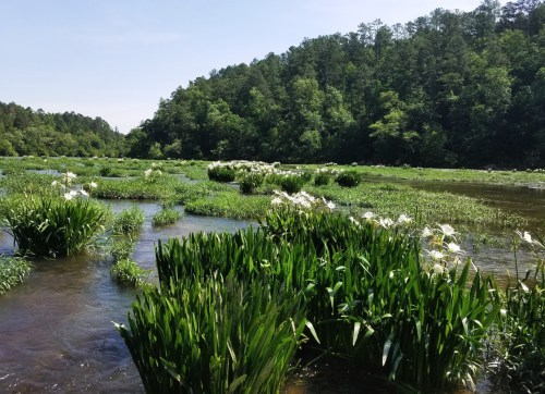 A serene river scene with lush green plants and white flowers, surrounded by trees under a clear blue sky.