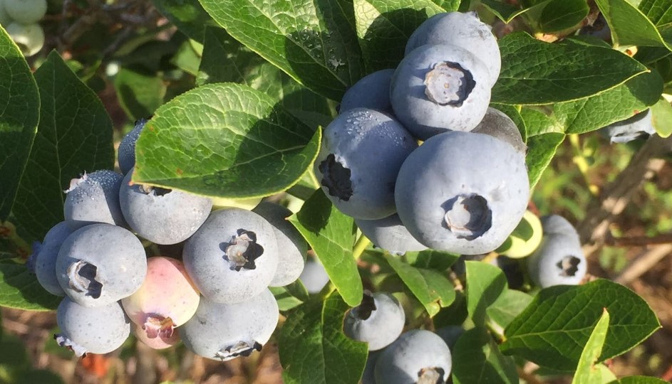 Coin-Sized Blueberries Are Naturally Grown In Kansas At Chautauqua ...