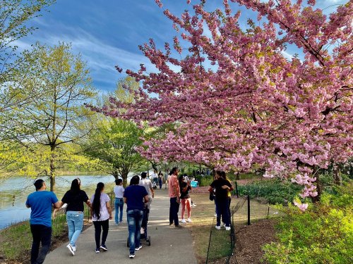 People stroll along a path by a lake, surrounded by blooming cherry blossom trees and lush greenery.