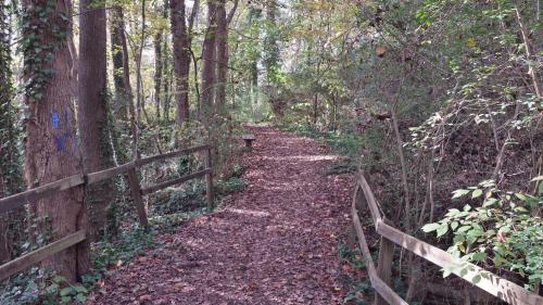 A wooded path covered in fallen leaves, flanked by trees and a wooden railing, leading to a bench in the distance.