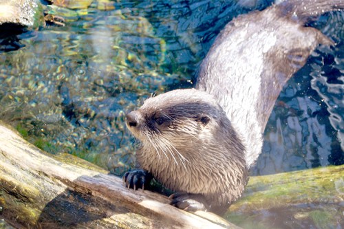 A playful otter rests on a log, partially submerged in clear water, surrounded by pebbles and greenery.