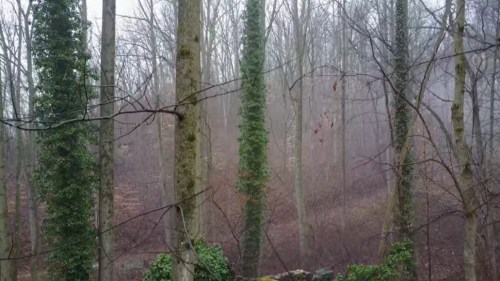 A misty forest scene with tall trees covered in ivy, creating a serene and atmospheric landscape.