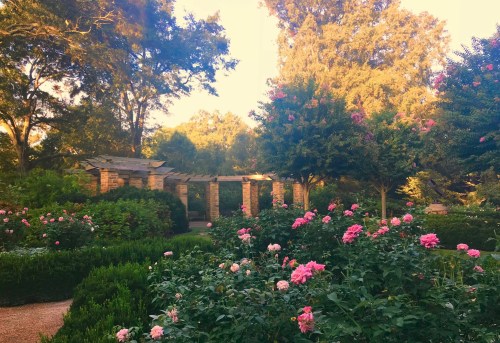 A serene garden filled with blooming pink roses, surrounded by lush greenery and stone structures under a warm sunset.