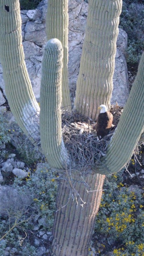An eagle sits in a nest atop a tall cactus, surrounded by rocky terrain and sparse vegetation.