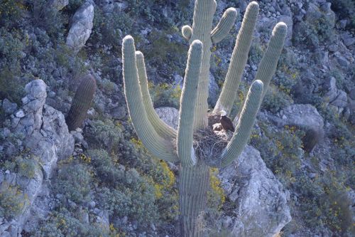 A large cactus with multiple arms holds a nest, where a bird sits, surrounded by rocky terrain and greenery.