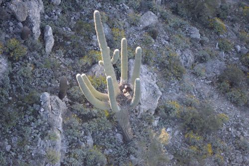 A tall saguaro cactus stands among rocky terrain and scattered yellow wildflowers in a desert landscape.