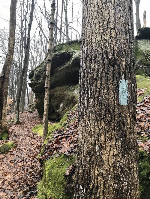 A tree with a blue trail marker stands beside a moss-covered rock formation in a wooded area.