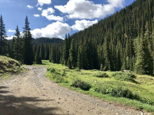 A dirt path winds through a lush green meadow surrounded by tall pine trees under a blue sky with fluffy clouds.