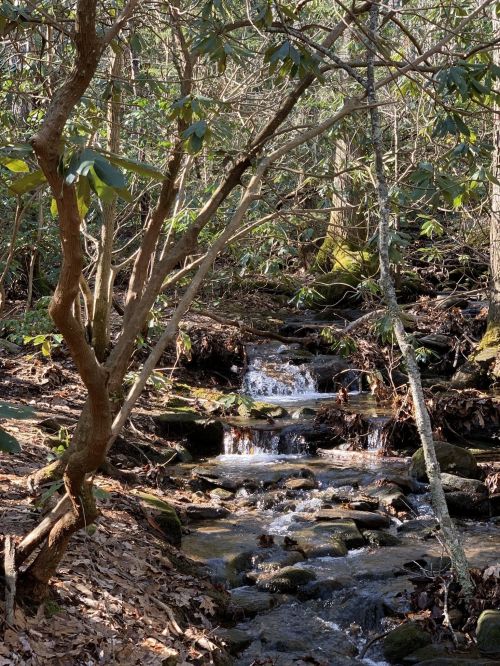 A serene forest scene featuring a small stream flowing over rocks, surrounded by trees and lush greenery.