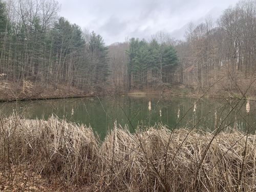 A tranquil pond surrounded by bare trees and tall grasses, under a cloudy sky in a wooded area.
