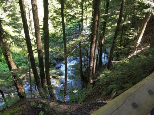 A serene forest scene with tall trees surrounding a flowing stream, sunlight filtering through the leaves.