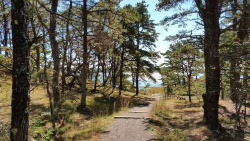 A wooded path leads through trees to a view of water in the distance under a clear blue sky.