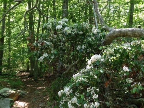 A lush forest scene with blooming white flowers on bushes, surrounded by green trees and a dirt path.