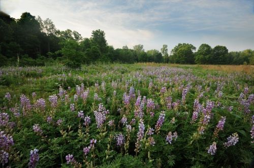 A vibrant field of purple flowers under a blue sky, surrounded by lush green trees and open grassland.