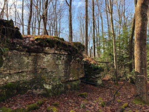 A rocky outcrop covered in moss, surrounded by trees and fallen leaves in a forest setting.