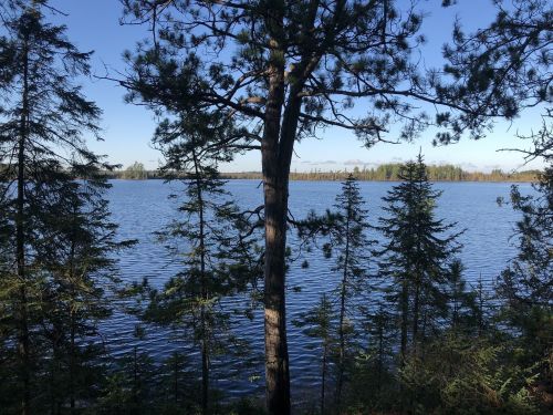 A serene lake view framed by tall trees under a clear blue sky.