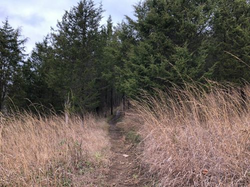 A narrow dirt path winds through tall grass and dense trees under a cloudy sky.