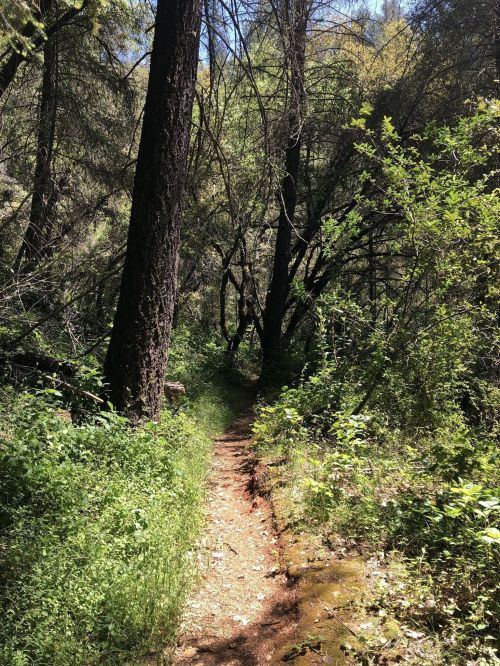 A narrow dirt path winds through a lush, green forest with tall trees and dense underbrush.