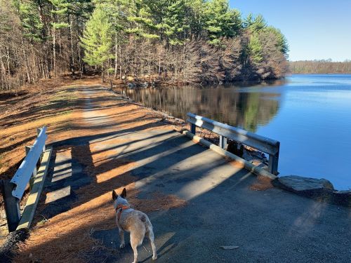 A dog stands on a path by a calm lake, surrounded by trees and sunlight casting shadows on the ground.