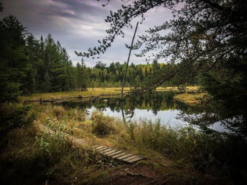 A serene forest scene with a wooden path leading to a calm pond surrounded by trees and tall grass under a cloudy sky.