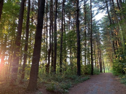 A serene forest path lined with tall trees, sunlight filtering through the leaves, creating a peaceful atmosphere.
