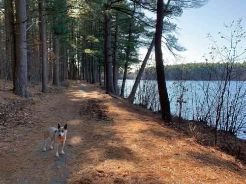 A dog stands on a forest path beside a lake, surrounded by tall trees and a clear blue sky.