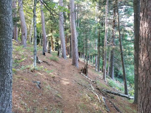 A serene forest path winding through tall trees, with sunlight filtering through the foliage.