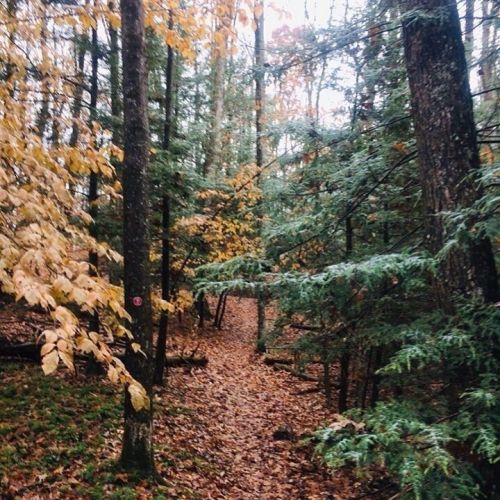 A serene forest path surrounded by trees with autumn leaves, leading through a peaceful, wooded area.