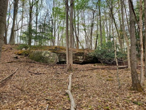 A rocky outcrop partially covered by moss, surrounded by trees and fallen leaves in a forested area.