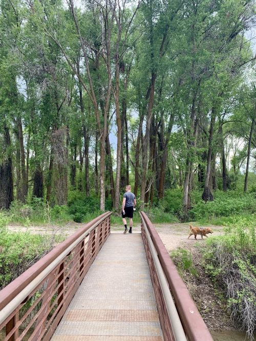 A person walks across a metal bridge in a lush green forest, accompanied by a dog.