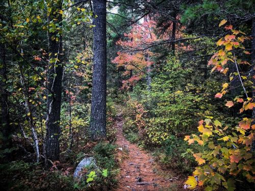 A winding path through a forest with vibrant autumn leaves and tall trees.