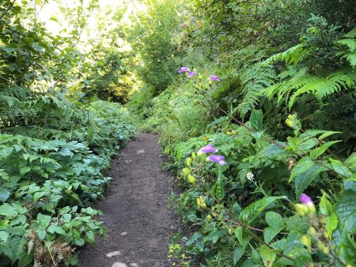 A narrow dirt path surrounded by lush greenery and purple flowers, leading through a vibrant forest.