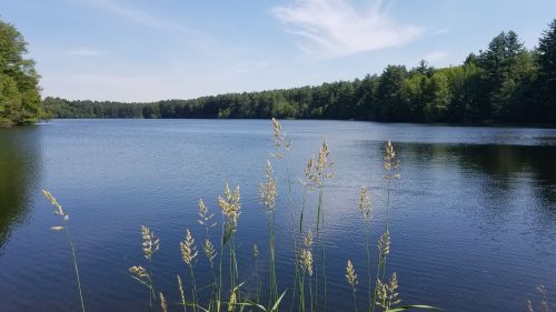 A serene lake surrounded by lush green trees, with tall grasses in the foreground under a clear blue sky.