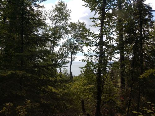 A view through dense trees revealing a serene lake and cloudy sky in the background.