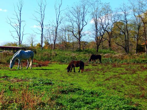 Three horses graze in a green field surrounded by sparse trees under a clear blue sky.