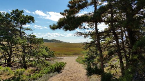 A sandy path leads through trees to a scenic view of a marsh and distant hills under a blue sky.