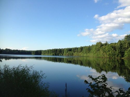 A serene lake surrounded by lush green trees under a clear blue sky with fluffy white clouds.