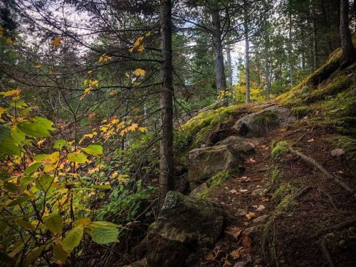 A rocky trail winds through a forest with vibrant autumn leaves and tall trees.