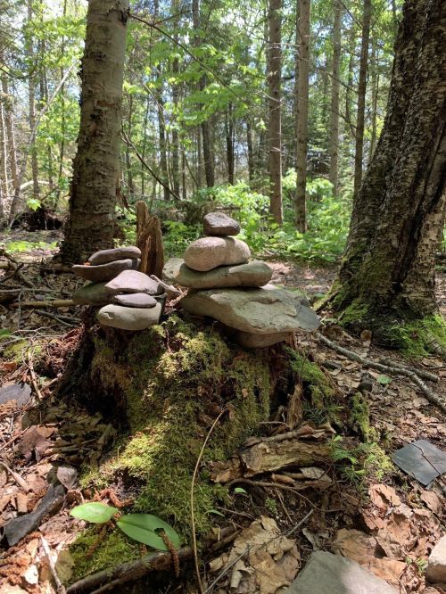 A small stack of stones on a mossy stump in a lush green forest, surrounded by trees and foliage.