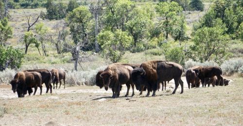 A herd of bison grazing in a grassy field surrounded by trees and shrubs.