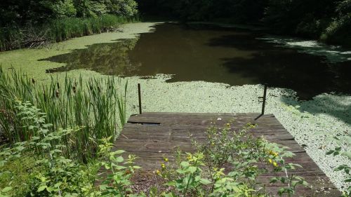 A wooden dock extends into a calm pond covered with green algae, surrounded by lush vegetation and trees.