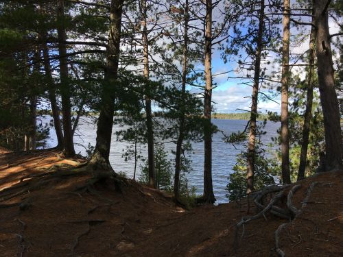 A serene lakeside view framed by tall trees and a clear blue sky, with gentle waves lapping at the shore.