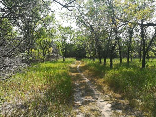 A winding dirt path through a lush green forest with trees and tall grass on either side.