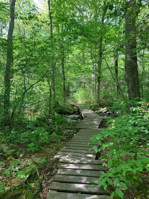 A wooden boardwalk winds through a lush green forest, surrounded by trees and foliage.