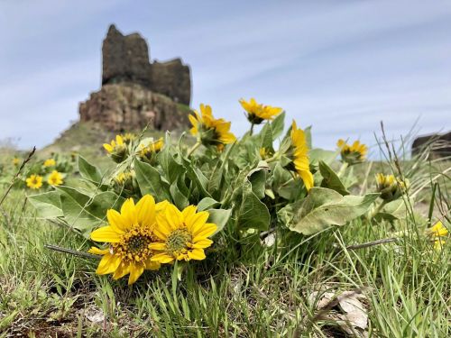 A close-up of yellow flowers in green grass, with a rocky hill and cloudy sky in the background.