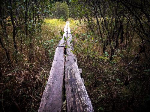 A weathered wooden path stretches through a dense, overgrown forest, surrounded by tall grass and trees.