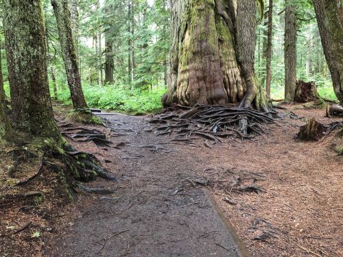 A forest scene featuring a large tree with exposed roots, surrounded by greenery and a dirt path.
