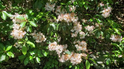 A cluster of delicate pink and white flowers surrounded by lush green leaves in a natural setting.
