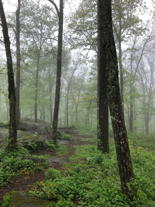 A misty forest scene with tall trees, lush greenery, and a rocky path winding through the fog.