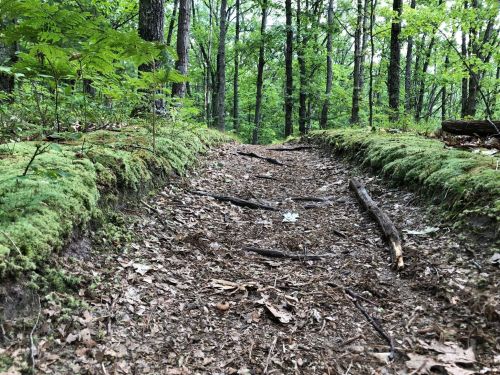 A dirt path through a lush green forest, lined with moss and surrounded by trees.
